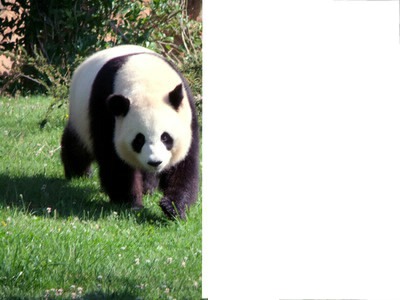Panda géant Fotomontáž