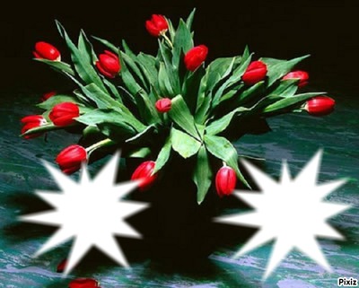 bouquet de Tulipes rouge Photo frame effect