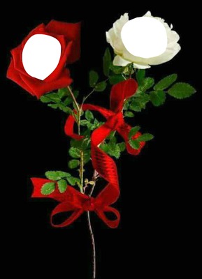 rosas blanca y roja Montaje fotografico