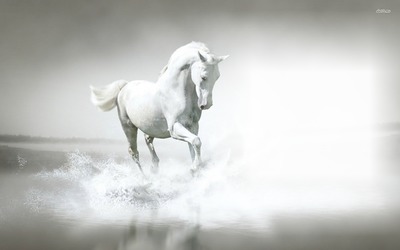 cavalo Fotomontage