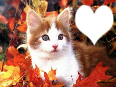chat automne Montage photo