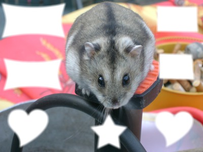 hamster Fotomontage