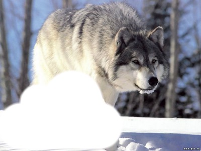 loup blanc dans la neige Фотомонтажа