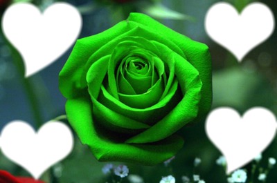 Rosa Verde Fotomontage