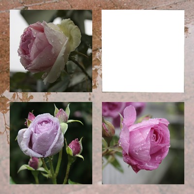 Les Roses II Fotomontažas