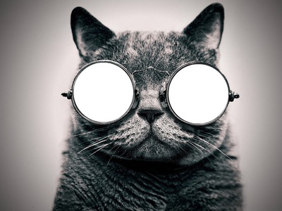 cat glasses フォトモンタージュ