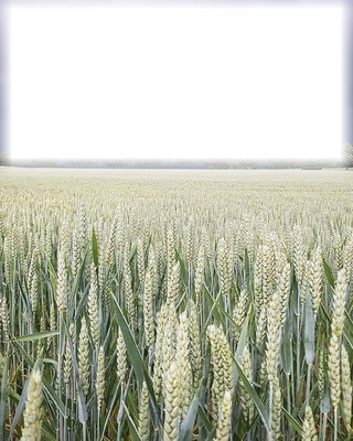 пшеница Φωτομοντάζ