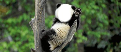 panda!! Fotomontáž