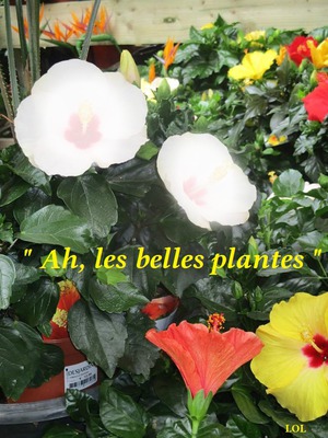 BELLES FLEURS Фотомонтаж