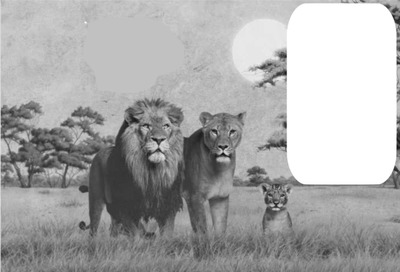 famille lion Montage photo