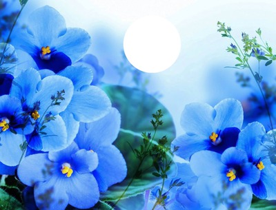 fleur bleue Fotomontaggio