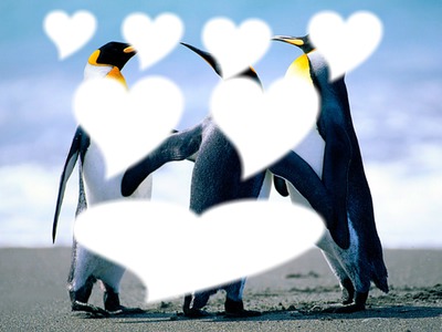 pingouin Fotomontáž