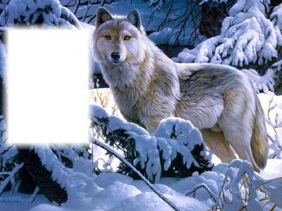 farkasos kép Fotómontázs