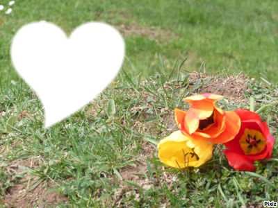 Les fleurs = le coeur ? Photo frame effect