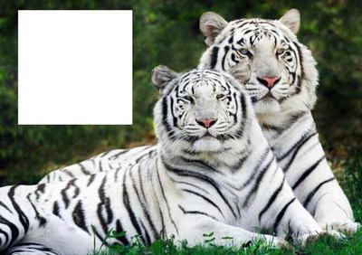 Tigres Montaje fotografico