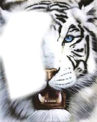 tête de tigre Montaje fotografico