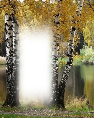 erdő táj Photo frame effect