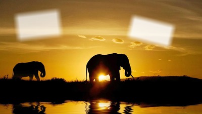 Elephant Sunset Fotomontaggio