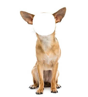 Chihuahua Photo frame effect