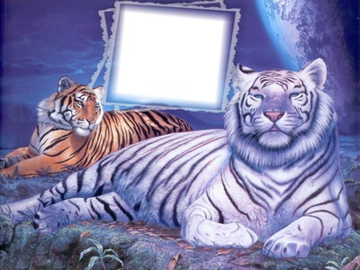 2 tigres Photo frame effect