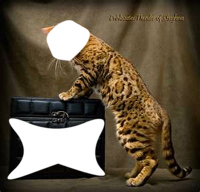 Le chat tigre et le mystère de la boîte Fotomontagem