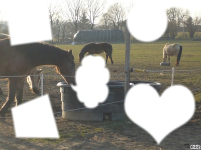 L'amour des chevaux Fotomontaža