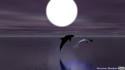 les dauphins Fotomontage