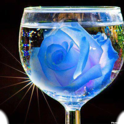 la rose bleu Fotomontagem
