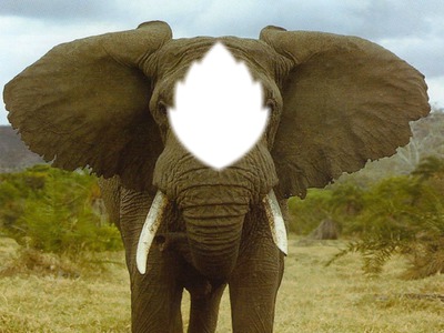 UN elephant Fotomontaggio
