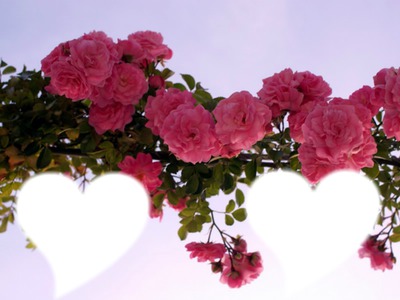 fleurs roses Фотомонтаж