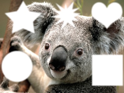 jaime les  koala Fotomontaža