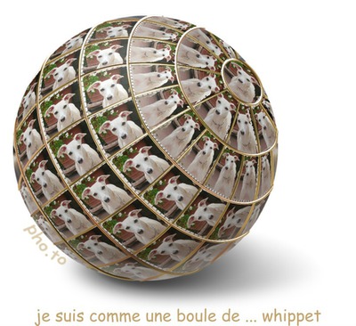 whippet avec boule Fotoğraf editörü