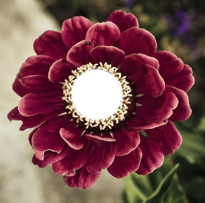 Red Flower Fotomontasje