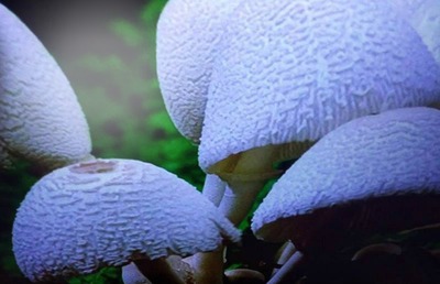 cogumelos Fotomontagem