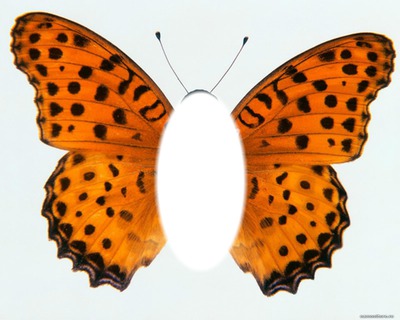 Бабочка Фотомонтаж