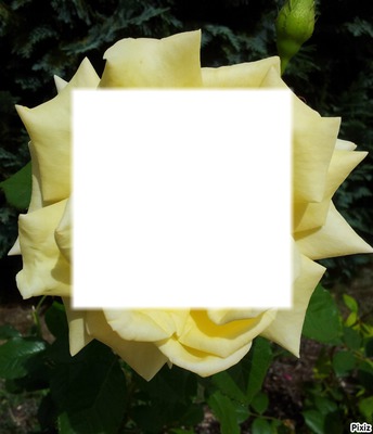 rose jaune Fotomontaža