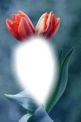 tulips* Fotomontasje