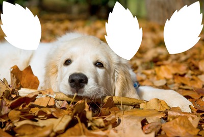 chien dans les feuilles mortes 3 photos