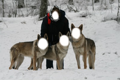 Aller mes chiens !! Montage photo