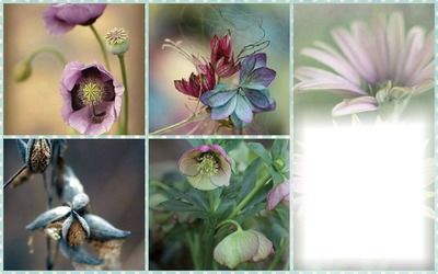 Cadre Fleurs Fotomontage