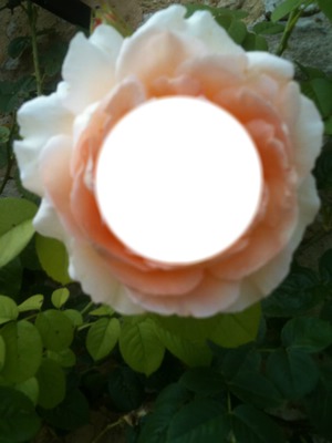 une fleur Fotomontaža