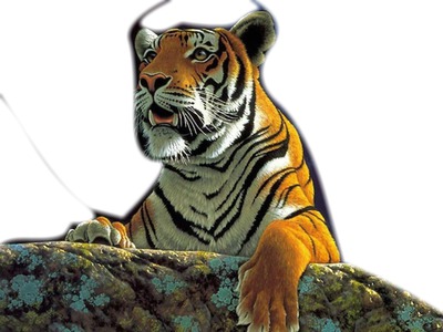 tigre couché Photomontage