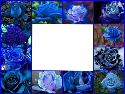 rose bleu Fotomontaža