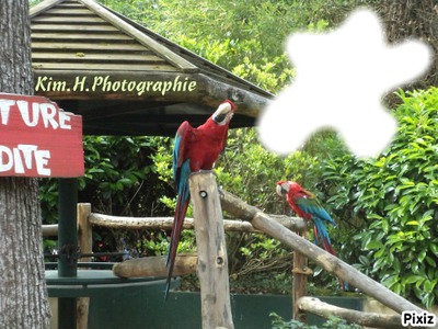Avec les perroquets d'Amnéville Fotomontāža