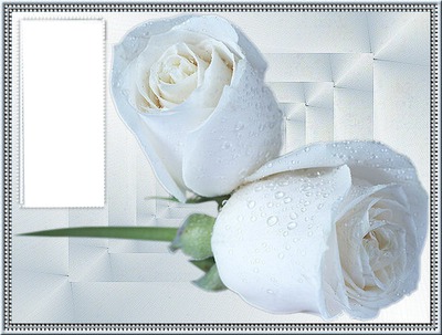 witte  roos Fotomontaža