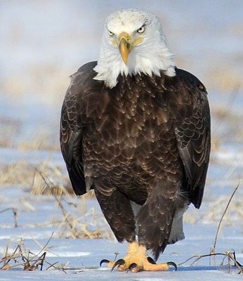eagle Photo frame effect