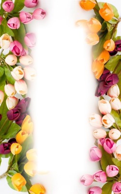 tulip frame Photomontage