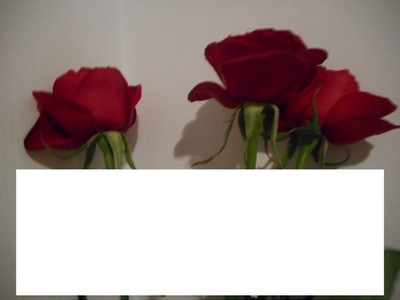 rose roses Fotomontaż