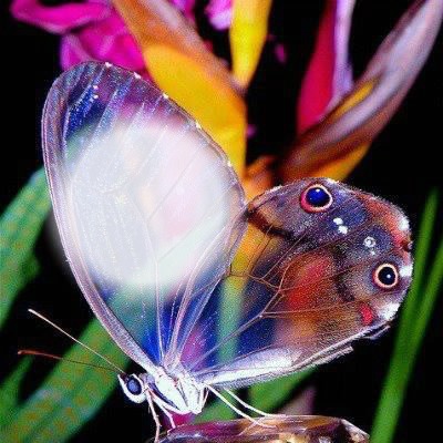 borboleta / butterfly / papillon Fotomontaža