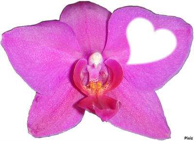 Orchidée rose Montage photo